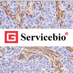 Servicebio Technology