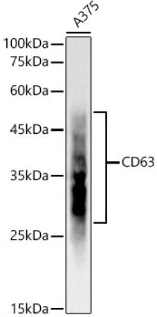 <i>(в наличии)</i> Моноклональные антитела кролика к CD63 человека, мыши и крысы, 50 мкл (арт. A19023 / A19023-50)