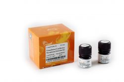 Набор для обнаружения микоплазмы в клеточных культурах TransDetect® Luciferase Mycoplasma Detection Kit, 25 реакций (арт. FM301-01)