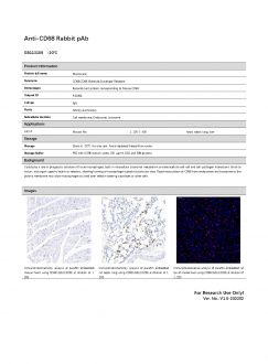 Антитела Anti-CD68 Rabbit pAb, 100 мкл (арт. GB113109)