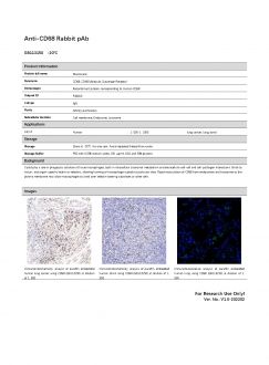 Антитела Anti-CD68 Rabbit pAb, 100 мкл (арт. GB113150)