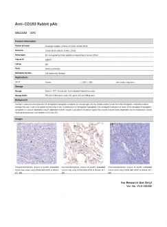 Антитела Anti-CD163 Rabbit pAb, 100 мкл (арт. GB113152)