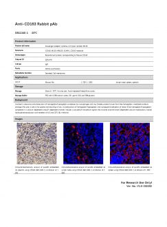 Антитела Anti-CD163 Rabbit pAb, 100 мкл (арт. GB11340-1-100)