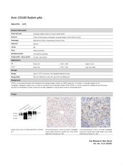 Антитела Anti-CD163 Rabbit pAb, 100 мкл (арт. GB113751)