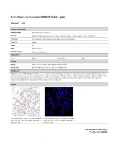 Антитела Anti-Mannose Receptor/CD206 Rabbit pAb, 100 мкл (арт. GB113497)