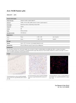 Антитела Anti-F4/80 Rabbit pAb, 100 мкл (арт. GB113373)