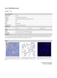 Антитела Anti-CD68 Rabbit pAb, 100 мкл (арт. GB11067)