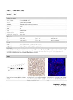 Антитела Anti-CD19 Rabbit pAb, 100 мкл (арт. GB11061-1)