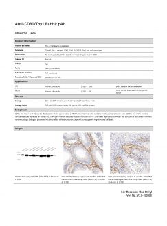 Антитела Anti-CD90/Thy1 Rabbit pAb, 100 мкл (арт. GB113753)