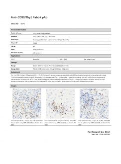 Антитела Anti-CD90/Thy1 Rabbit pAb, 100 мкл (арт. GB11182)