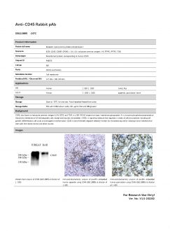 Антитела Anti-CD45 Rabbit pAb, 100 мкл (арт. GB113885)