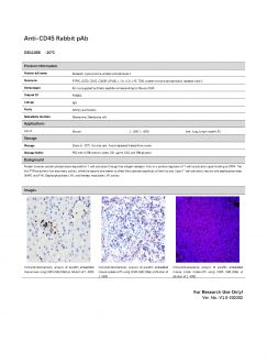 Антитела Anti-CD45 Rabbit pAb, 100 мкл (арт. GB11066)