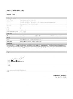 Антитела Anti-CD45 Rabbit pAb, 100 мкл (арт. GB11522)