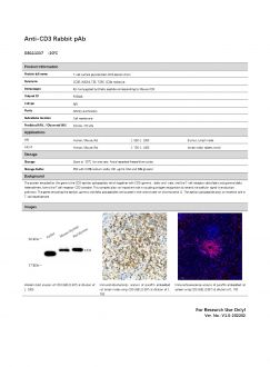 Антитела Anti-CD3 Rabbit pAb, 100 мкл (арт. GB111337)