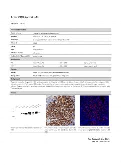 Антитела Anti-CD3 Rabbit pAb, 100 мкл (арт. GB11014)