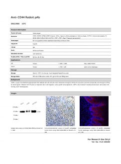 Антитела Anti-CD44 Rabbit pAb, 100 мкл (арт. GB113500)