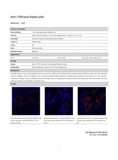 Антитела Anti-CD8 beta Rabbit pAb, 100 мкл (арт. GB111742)