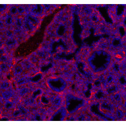 Козьи анти-мышиные антитела против IgG (H+L) мыши, конъюгат с AlexaFluor 568 (2мг/мл), 1 мг (арт. A-11004)