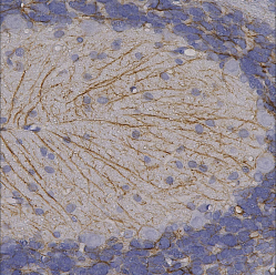 Антитела куриные, поликлональные Anti-GFAP, 50 мкл (арт. ab4674)