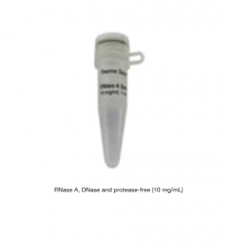Рибонуклеаза А (РНКаза А) (10 мг/мл), без ДНКаз и протеаз, 10 мг (арт. EN0531)