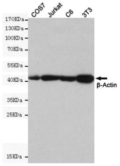 Антитела мышиные, моноклональные к бета-актину [8F10-G10], 100 мкл (арт. ab170325)