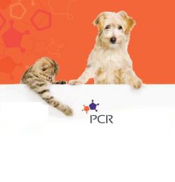 Набор реагентов для выявления ДНК Parvovirus, возбудителя, вызывающего парвовирусный энтерит собак и панлейкопению кошек (арт. V-001-FRT-Parvo)