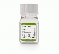 TrypLE™ Select Enzyme (1X), без фенолового красного, 100 мл (арт. 12563011)