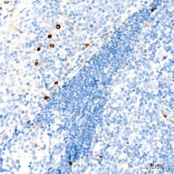 <i>(в наличии)</i> Моноклональные антитела кролика к CD63 человека, мыши и крысы, 50 мкл (арт. A19023 / A19023-50)
